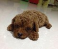 怎样判断泰迪犬的年纪