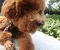 泰迪犬多少才算成年人