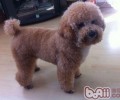 泰迪犬全是卷毛吗