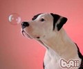 用电冰箱储存犬粮注意事项