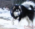阿拉斯加犬的头发该怎样保养
