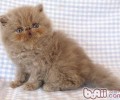 喂养波斯猫的常见问题