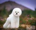 小狗日常保养可合理防止系结