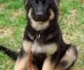 犬猫有血形吗