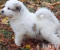 大白熊犬的长寿命吗
