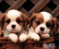 房间内养犬必需物件