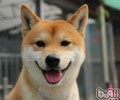 柴犬的性格特征详细介绍
