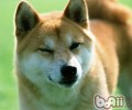 喂养柴犬的七大益处
