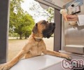不给宠物犬喂牛乳的原因