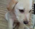 拉布拉多犬能吃甜吗
