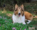 分析英国德牧犬与喜乐蒂犬的差别