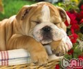 沙皮犬的喂养关键点