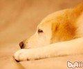 有关挑选全期主粮的科学研究表述