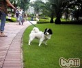 小狗外出特别注意环境卫生清理