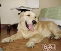日常日常生活该怎样照料老龄化犬