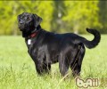 为拉布拉多犬清理面部的方式