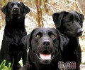 如何保养拉布拉多犬的耳孔
