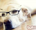 如何为拉布拉多犬整理头发
