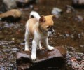 小狗胆怯根本原因