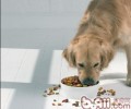 关心宠物饲料安全性，挑选天然狗粮的原因