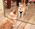小狗照镜会出現什么反映