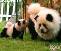 为小狗上色的常见问题