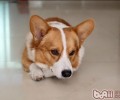 柯基犬的喂养关键点