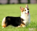 五种柯基犬难喂养的缘故