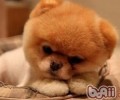 家中养犬应遵照的美容护肤時间