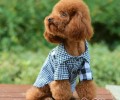 狗狗衣服该如何清洗