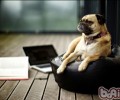 犬粮最好是不必忽然更改