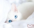 犬猫群养特别注意的2个关键点