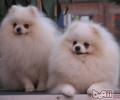 博美犬的喂养关键点
