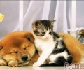 让猫猫和狗和睦交往技巧