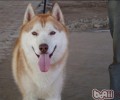 阿拉斯加犬与金毛的辨别