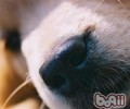 不一样小狗也存有关联性