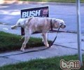 公犬为何要屈膝小便