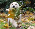 和狗时常玩乐也是日常保养