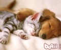 贾第鞭毛虫——犬猫反复性拉肚子的罪魁祸首