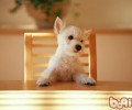 对幼狗而言的风险家居家具