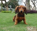 腊肠犬的喂养方法