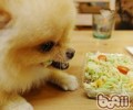 【检测】餐桌测试方法帮狗测智商