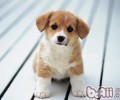 小狗人的大脑一部分和人类似
