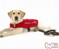 针对导盲犬的一些错误观点