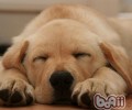 小狗每日要睡多长时间