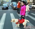 为何导盲犬多见金毛