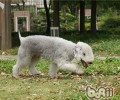 宠物犬春天除虫最重要