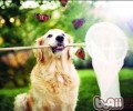 宠物犬春天健康保健