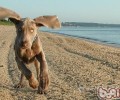法国魏玛犬表面详细介绍