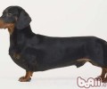 喂犬只有喂八分饱